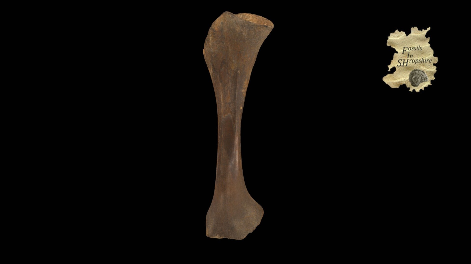 Mammoth - Juvenile femur