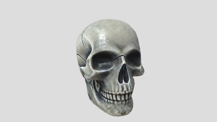 Realistic Skull Optimized 3D Model