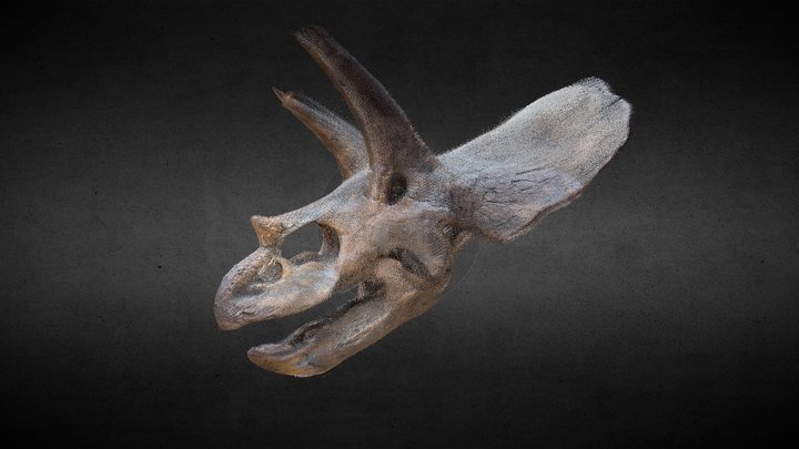 Oxford Museum Triceratops cast Skull in detail 3D Model