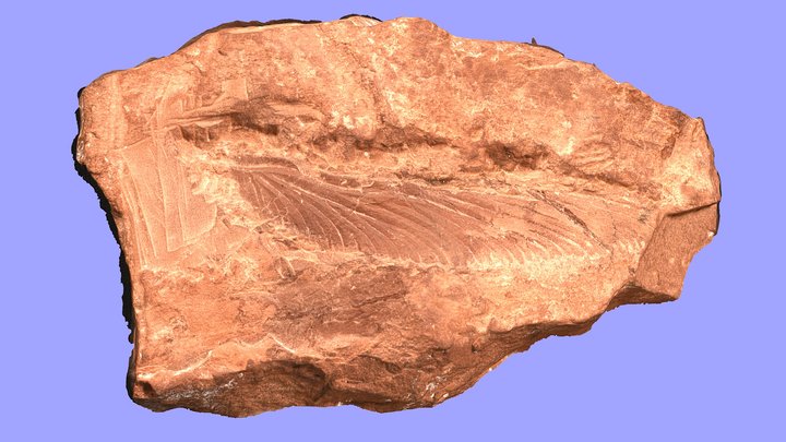 Dragonfly wing – Free 3D Model STL