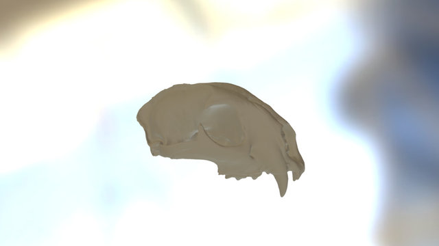 Mountain Lion skull 3D Model