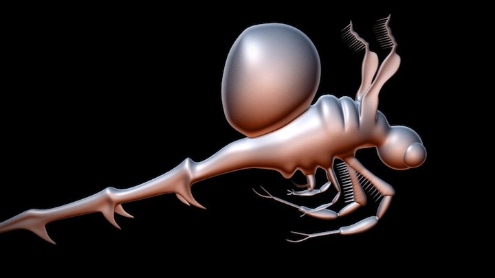 Spiny Water Flea 3D Model