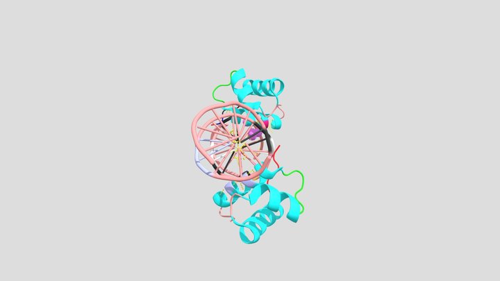 TRF2 3D Model