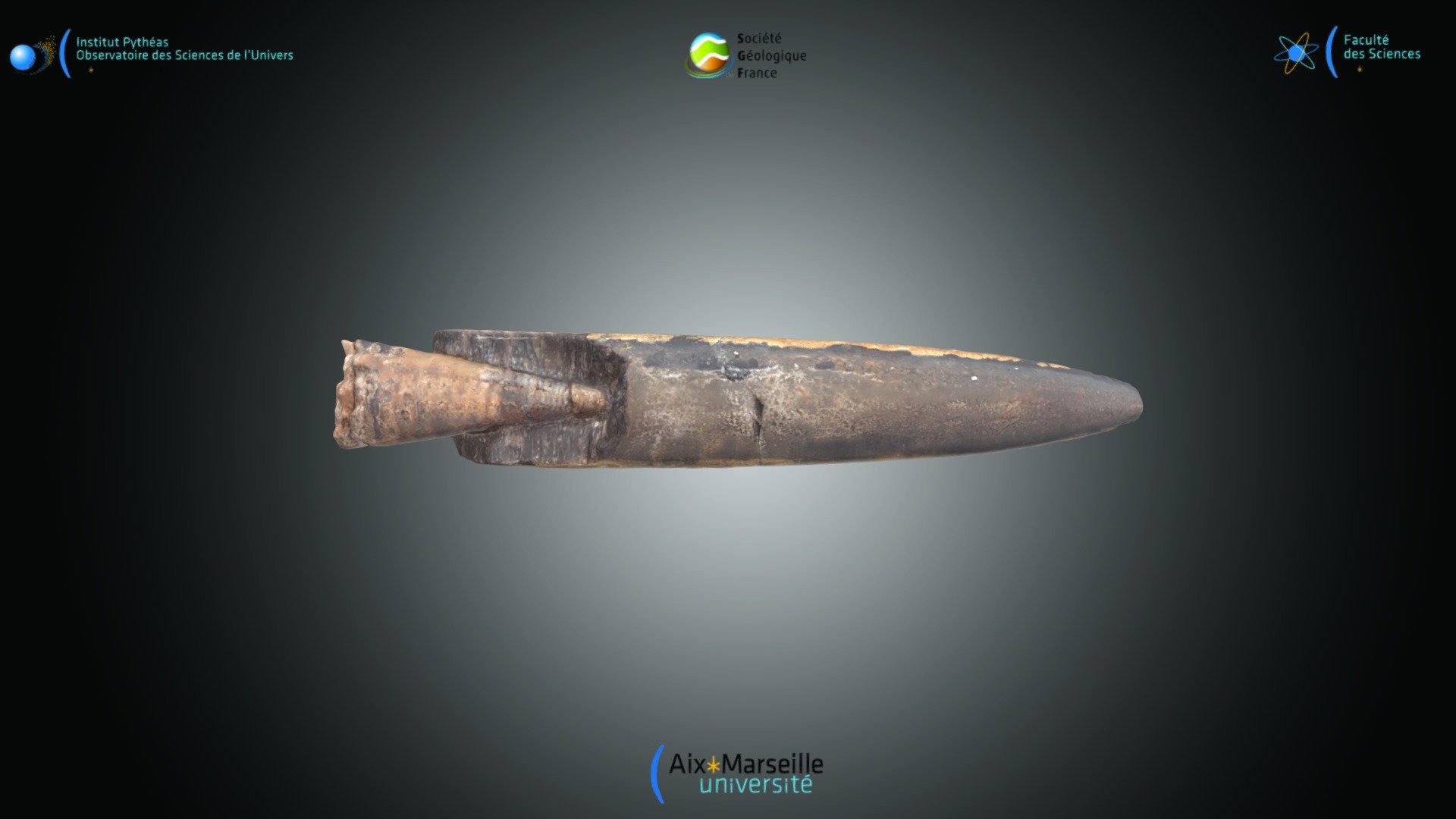Cephalopode - Belemnites sp.
