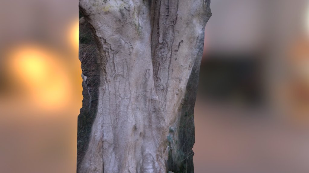 Alder bifurcation