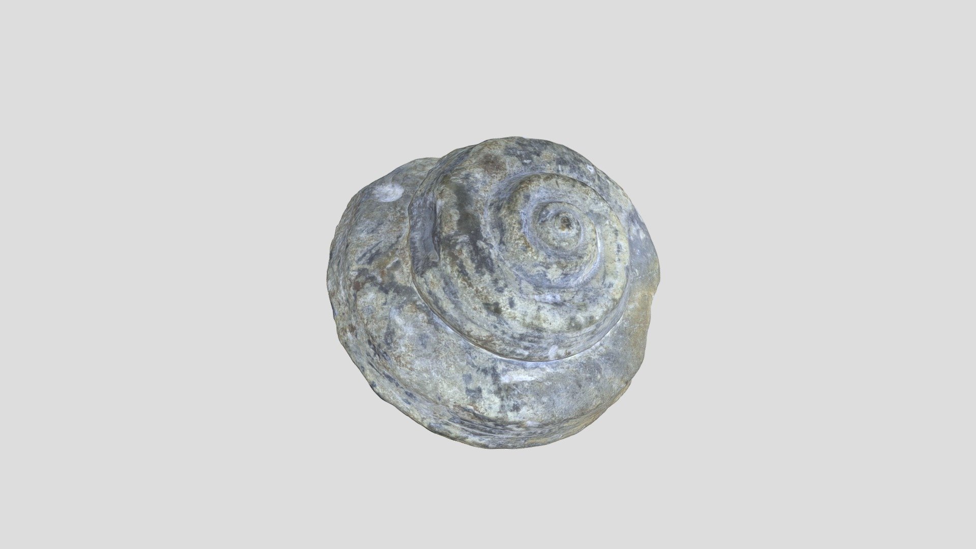 Gastropod-pleurotomaria-sp-pri-78776