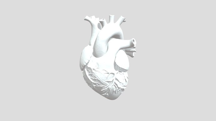 create a anatomically human heart 3D Model