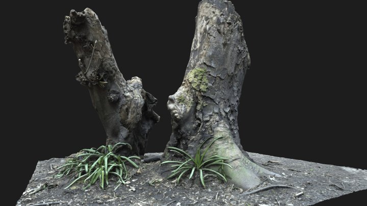 Tree Stump Scan 3D Model