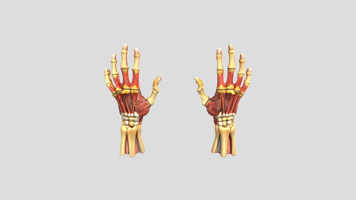 Modelo mano DACS UJAT_obj 3D Model
