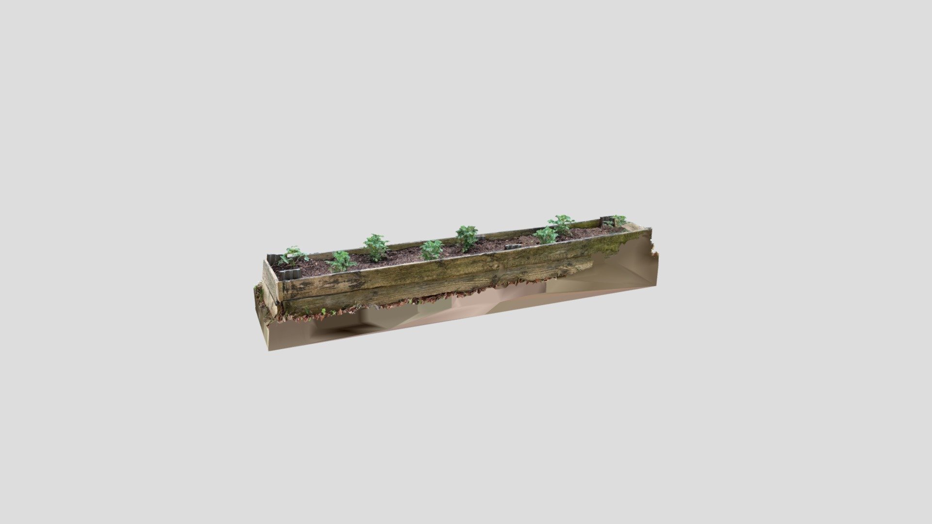Tomato Plants in Above Ground Planter