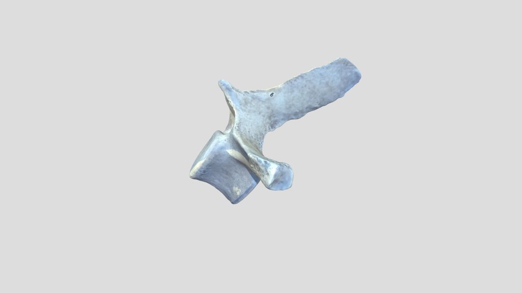 ANTH 4997_ Todd_  dolphin vertebra