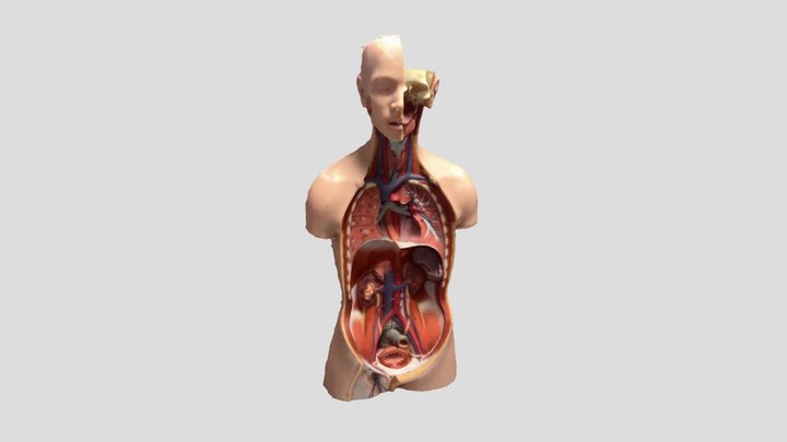 Human No Organs 3D Model