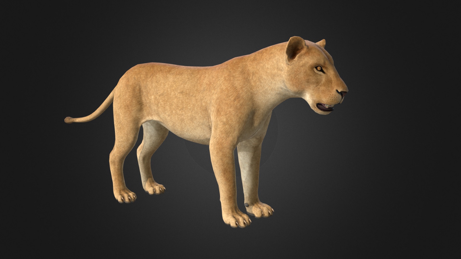 3D model 3D Lioness - This is a 3D model of the 3D Lioness. The 3D model is about a lion standing on a black background.