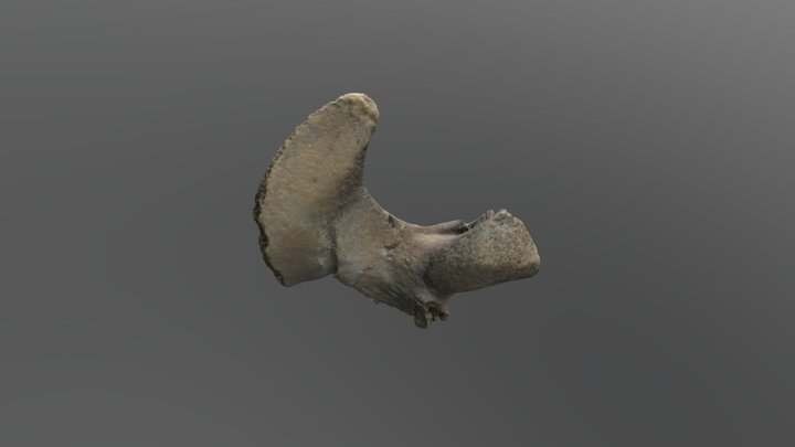 Thescelosaur right exoccipital 3D Model