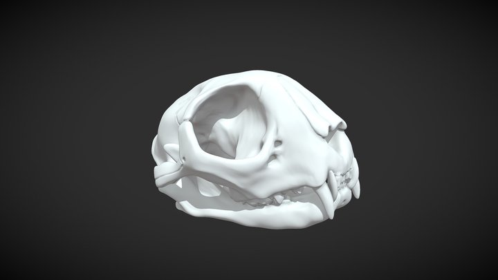 Cat Skull 3D 3D Model