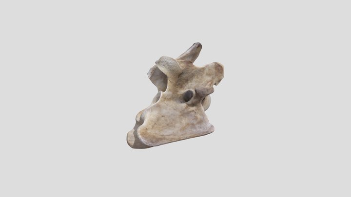 taxa vert question 2 3D Model