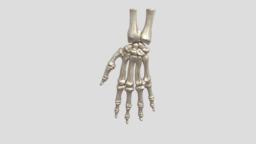 Hand Bones