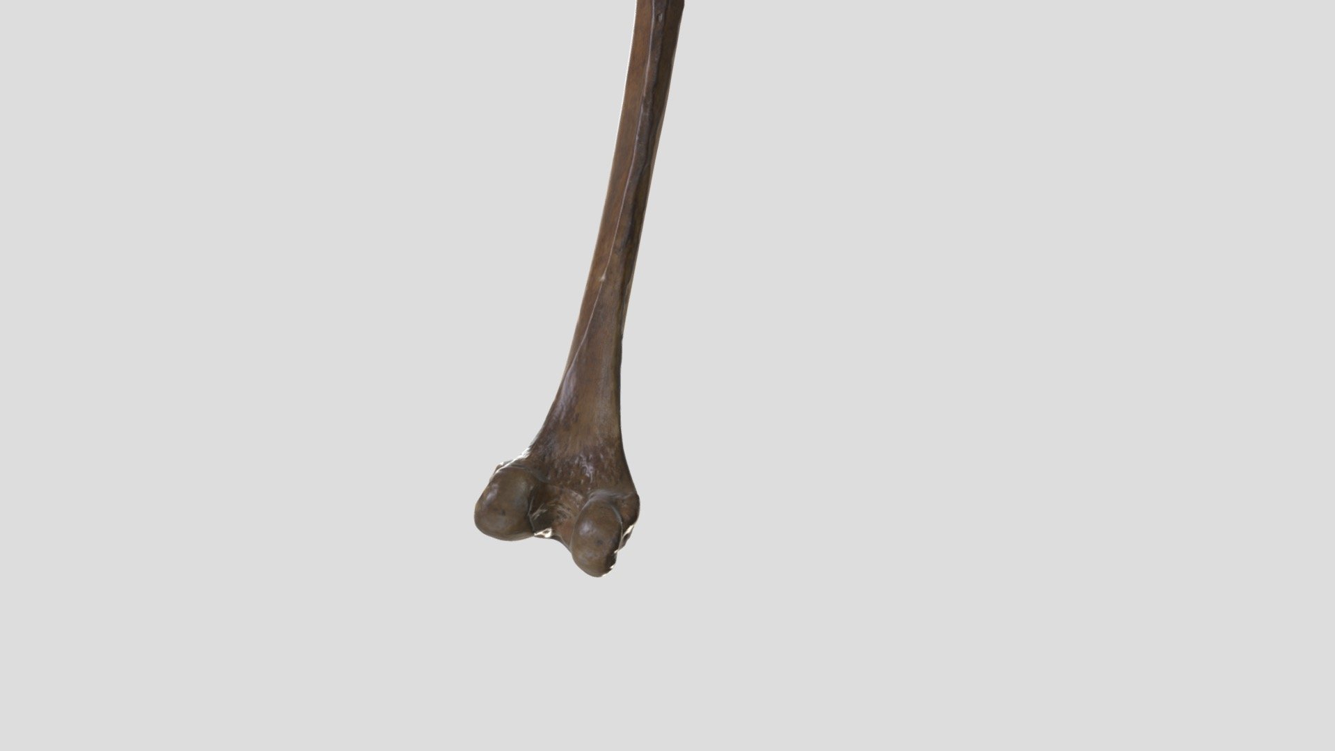 Femur - 3D model by AK32 [ca6ab86] - Sketchfab