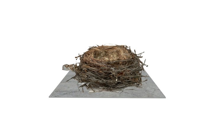 Yellow wattlebird, Anthochaera paradoxa 3D Model