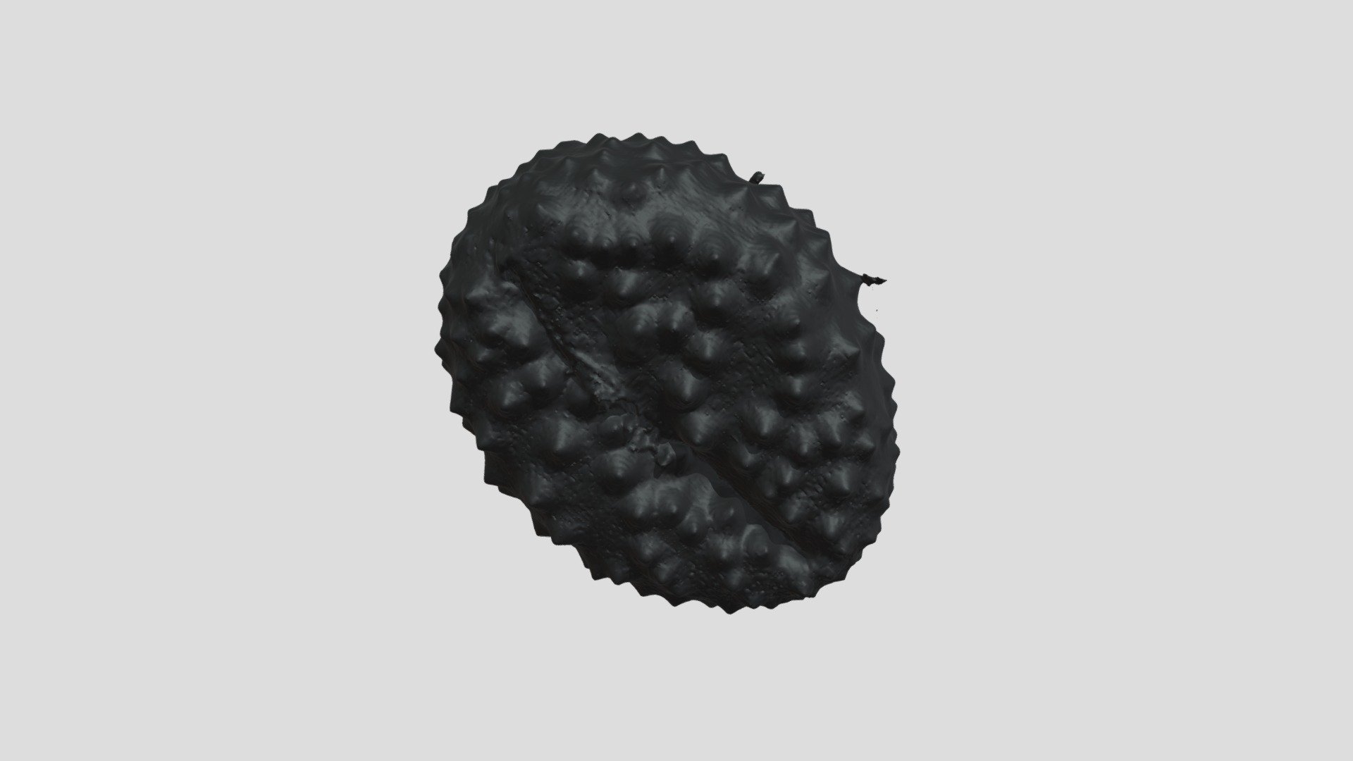 POLEN 3D Centauria nigra