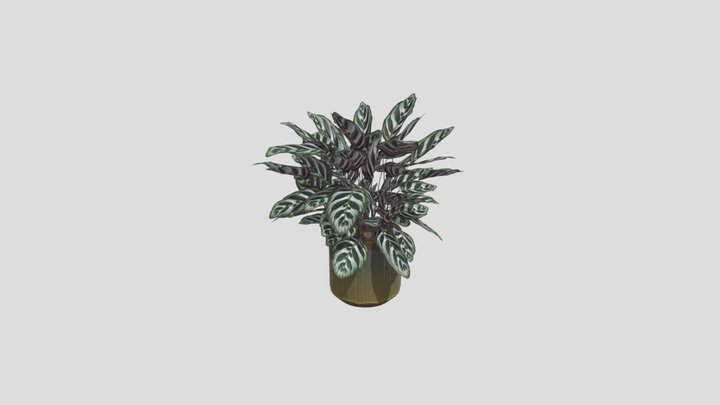 Calathea Makoyana 3D Model