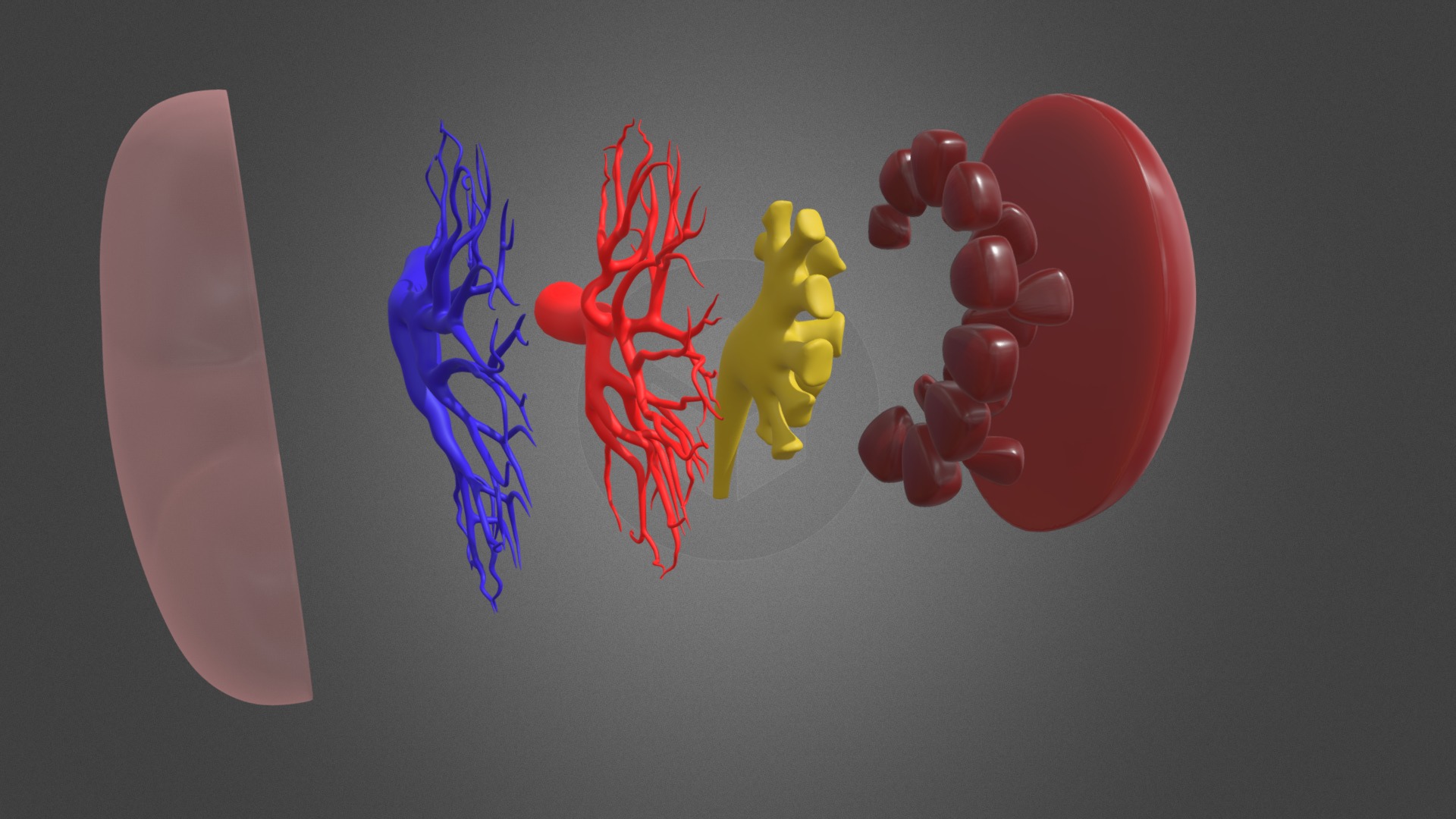 3D model Kidney – VR / Animation / 3D Print ready - This is a 3D model of the Kidney - VR / Animation / 3D Print ready. The 3D model is about a group of gummy bears.