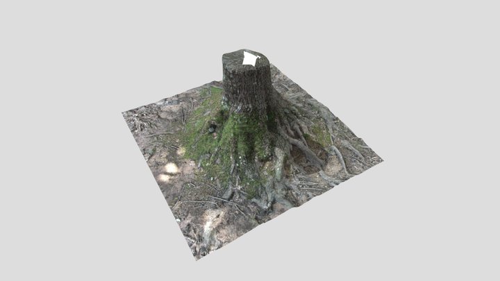 Oak Tree Base & Roots 3D Model