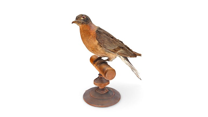 Passenger Pigeon – Modèle 3D gratuit STL