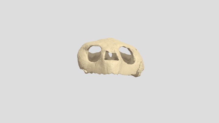 Unknown Miocene / Pliocene fossil turtle skull 3D Model