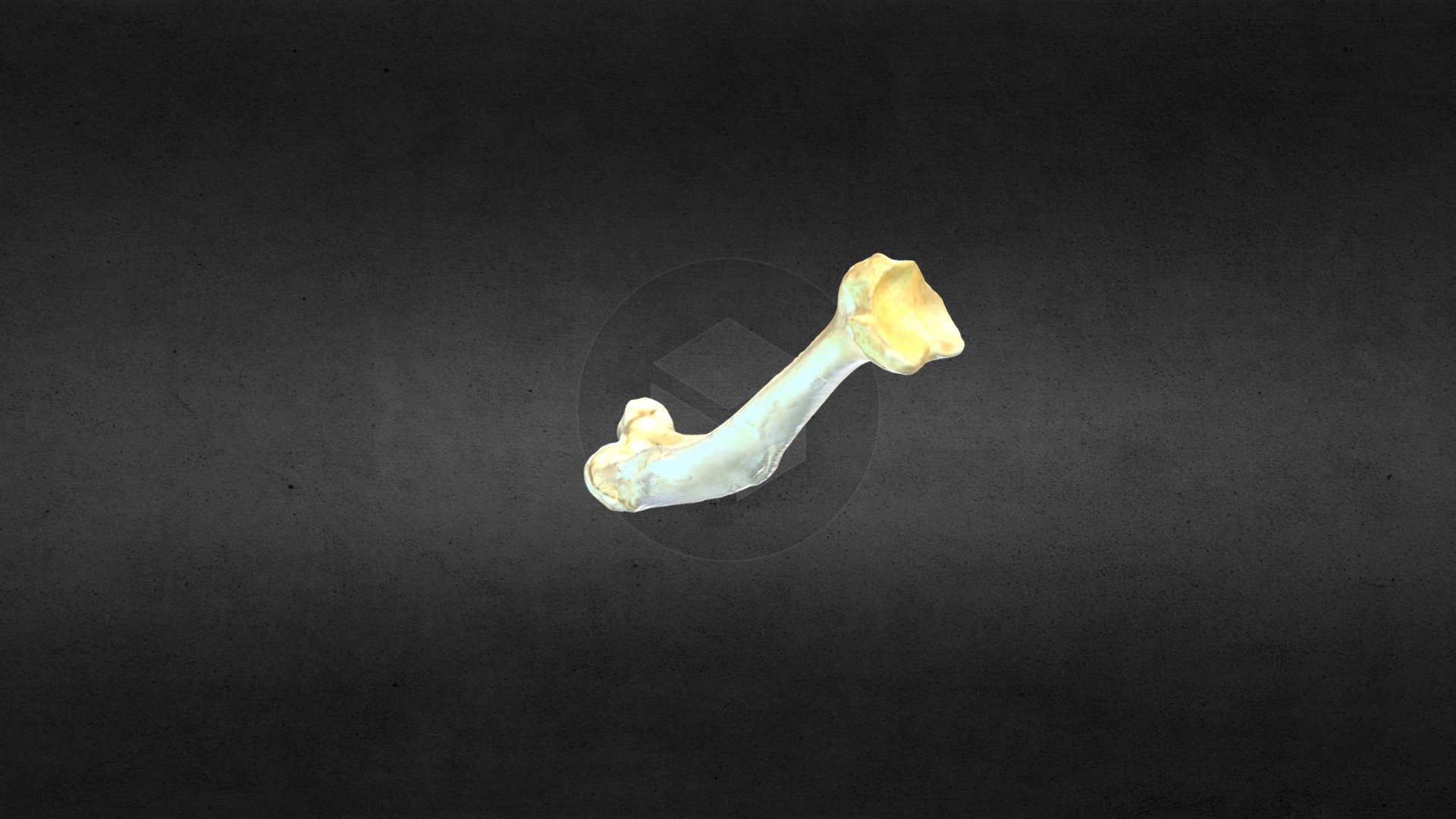 MSCC026 Castor canadensis Left Tibia