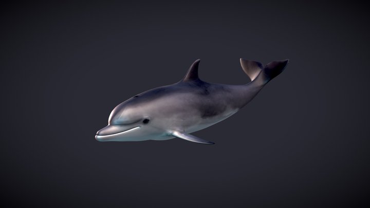 Dolphin Real 3D Model