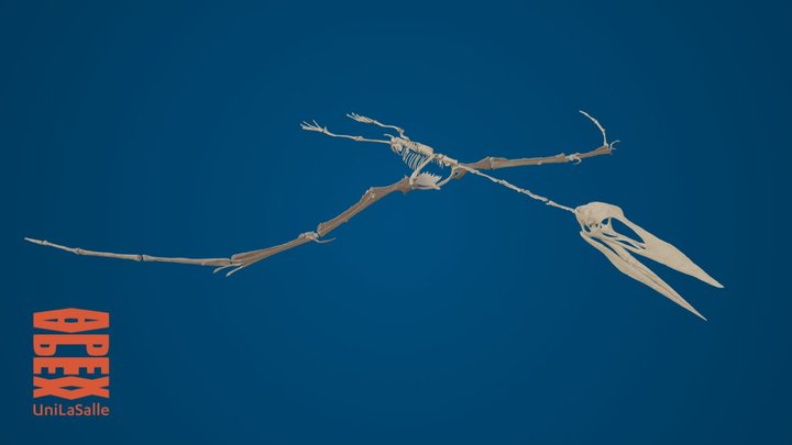 Pterosaure 3D Model