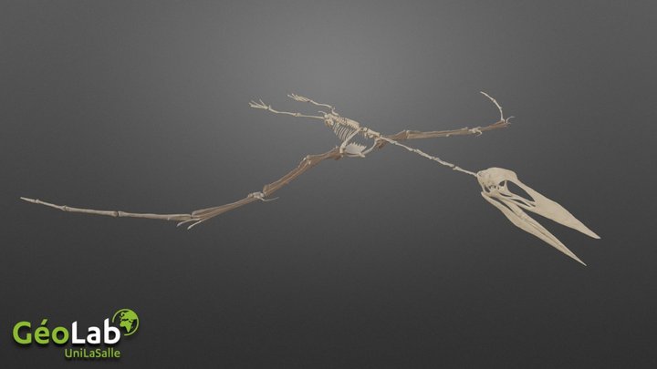 Pterosaure 3D Model
