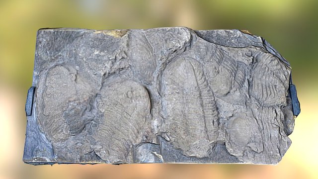 Ogyginus forteyi - Trilobite fossil 3D Model