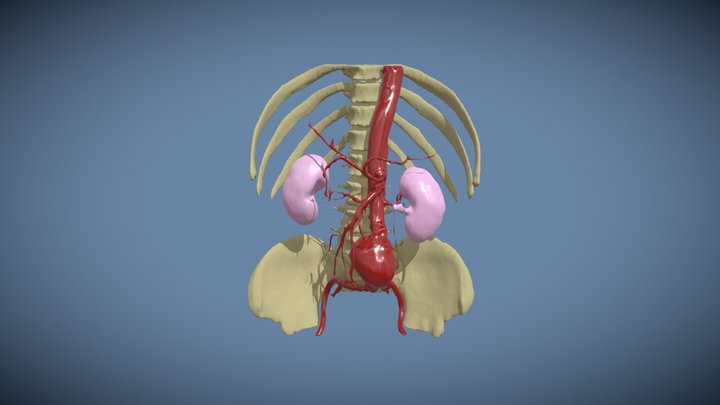 Abdomen Anatomy 3D Model