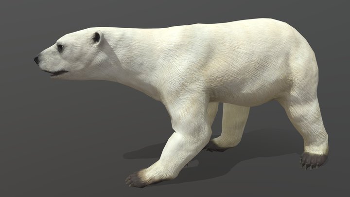 Polar bear 3D Model
