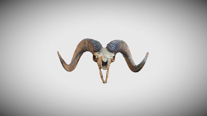 Череп. Толсторог. Ovis canadensis. 3D Model
