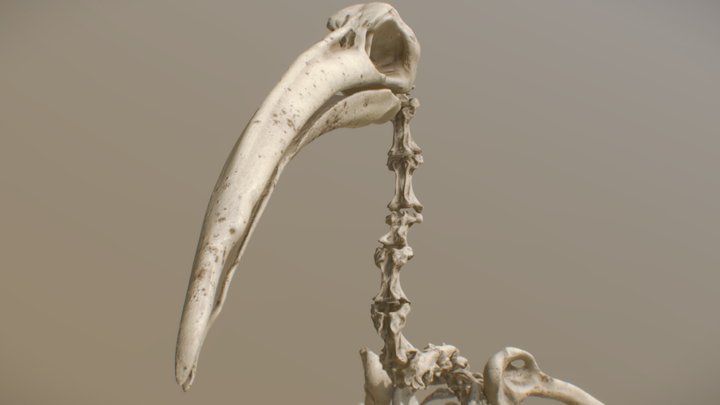 Bird Skeleton Ibis 3D Model