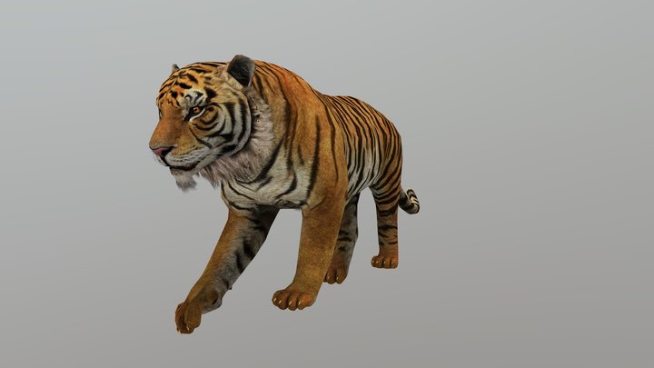 Tigre Personagem 3D Para Composição PSD [download] - Designi