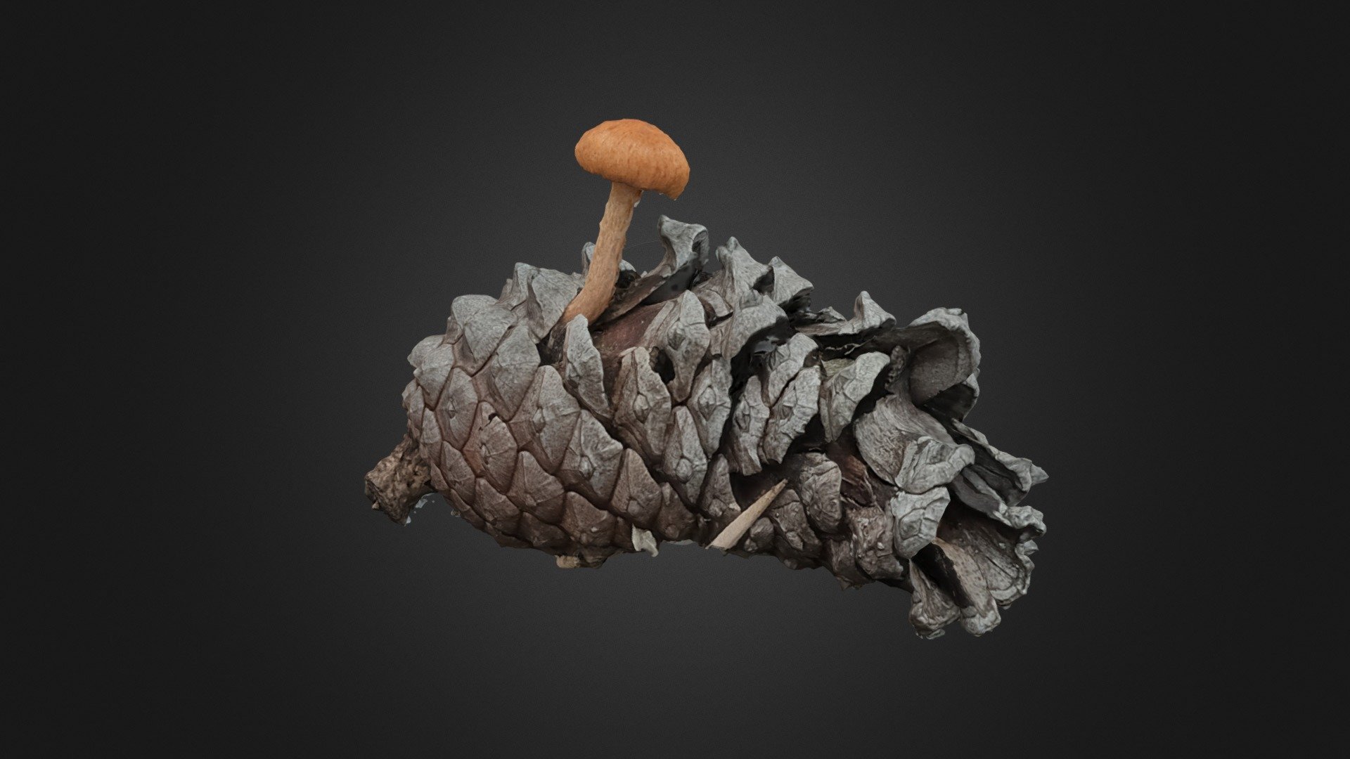 Mushroom on a Conifer cone