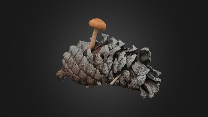 Mushroom on a Conifer cone 3D Model