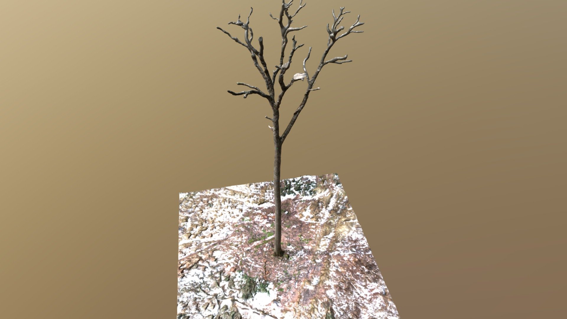 Arbre 2