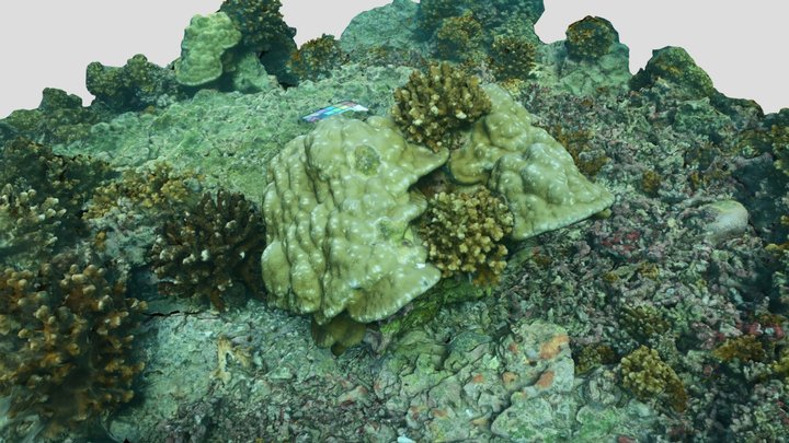 Cocos Island corals compete, Coiba National Park 3D Model