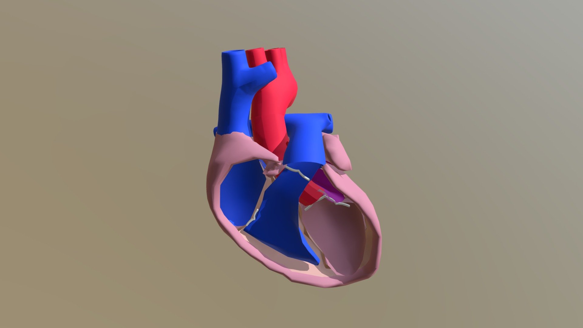 Sistema Circulatorio - Corazón - 3D model by Innovación DED ...