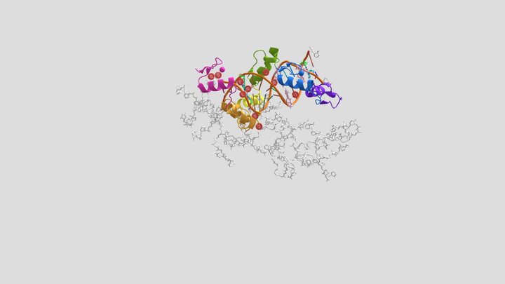 The Role of Multifunctional protein CTCF:DNA 3D Model