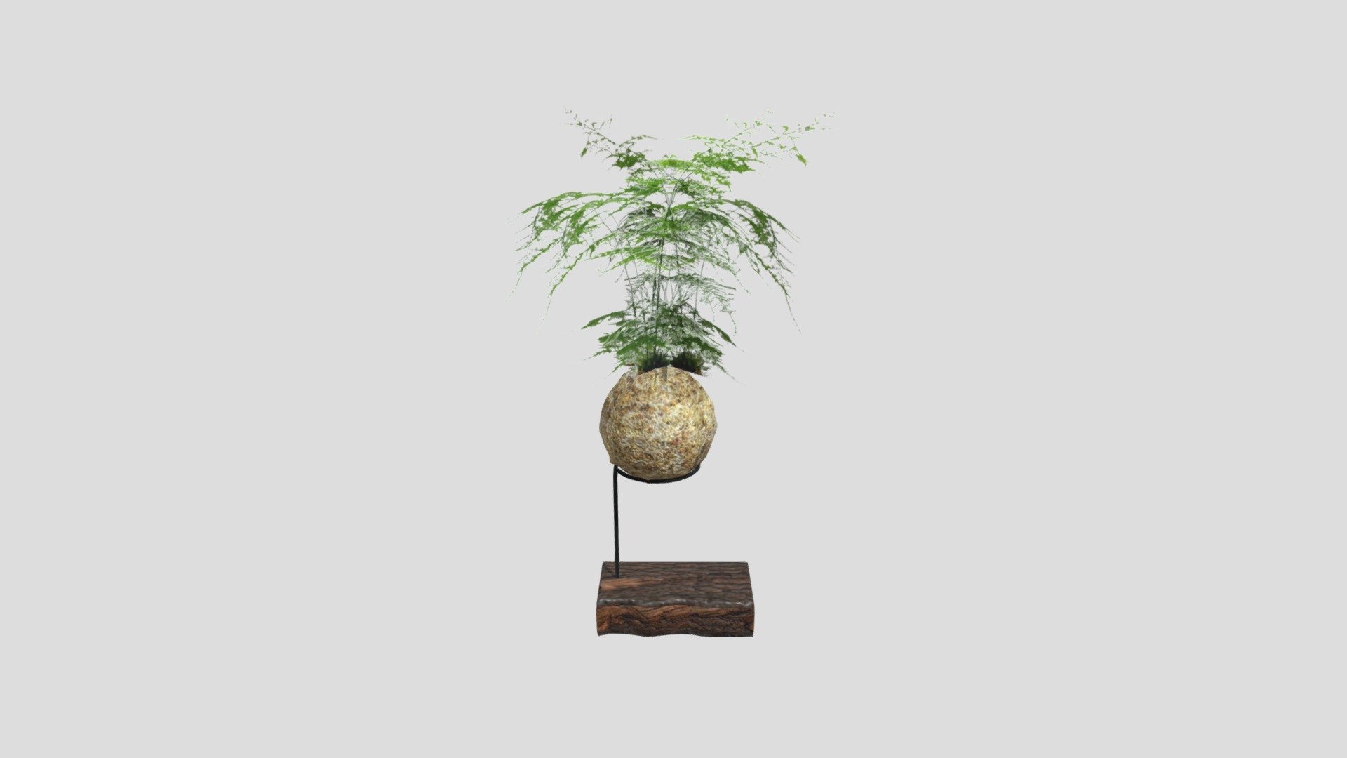 Kokedama Asparagus
