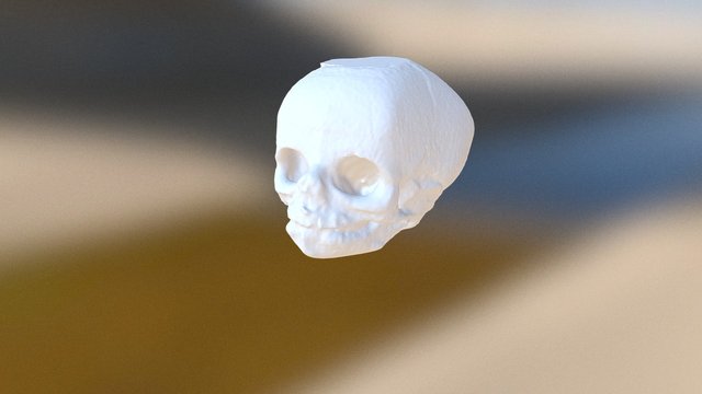 Infant Skull 2 3D Model