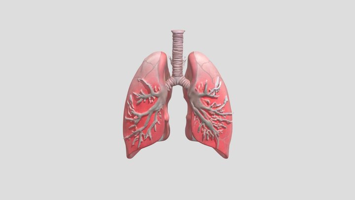 Human lungs 3D model