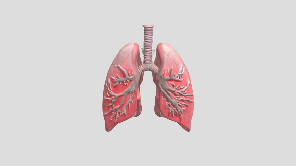 Human lungs 3D model