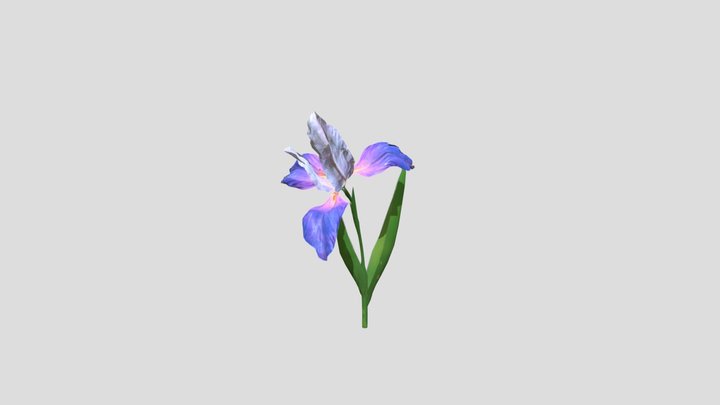 Flower Iris Textured 3D Model, Animated 3D Model